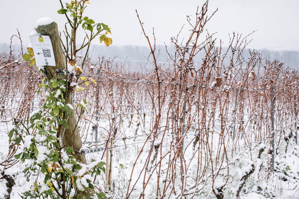 Weinprofil EDITION XI: 2018 Oestricher Lenchen Riesling Spätlese VDP.GROSSE LAGE