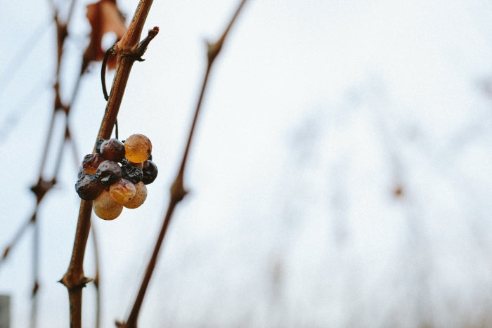 Weinprofil EDITION XII: 2021 "Boom!" trocken VDP.GUTSWEIN